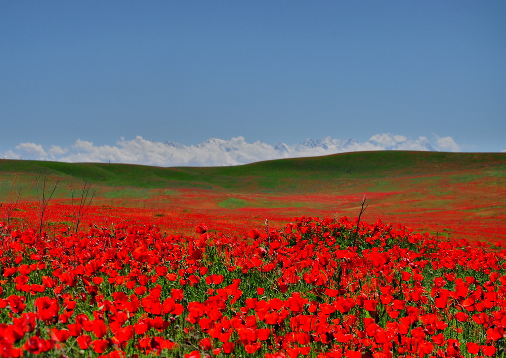 Степи казахстана весной фото